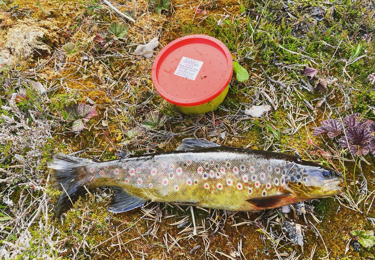 Hytte i Gol - Familieferie på Golsfjellet - koselig hytte til leie